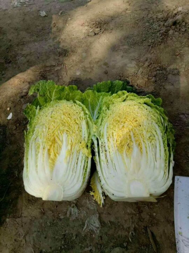 精品黄心菜白菜大量上市，欢迎各地市场，欢迎采购