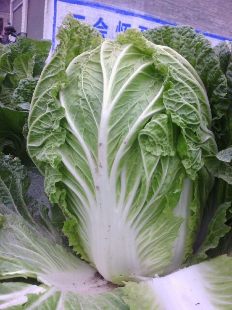 精品黄心菜白菜大量上市，欢迎各地市场，欢迎采购