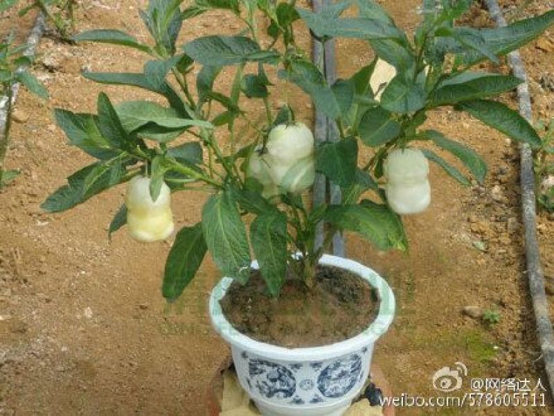 人参果苗