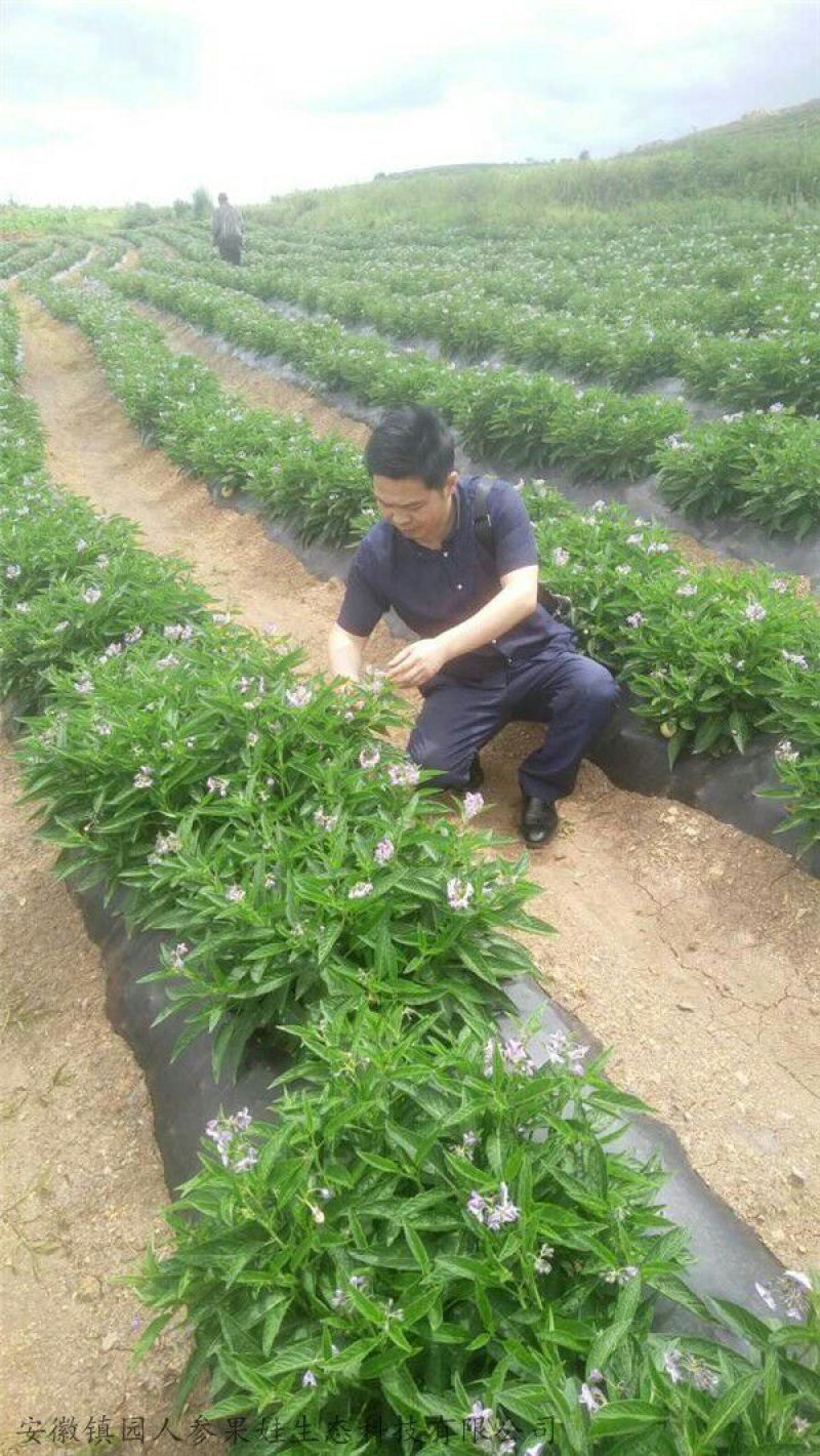 人参果苗