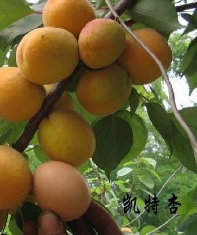 凯特杏苗品种纯正，个大味甜高产优质保湿发货