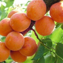 金太阳杏苗品种纯正，早熟，味甜，丰产，保湿发货