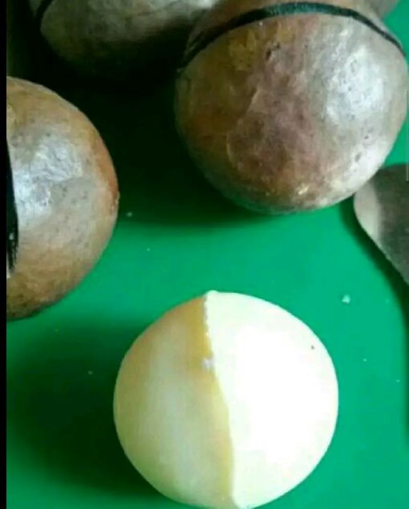 夏威夷果带壳