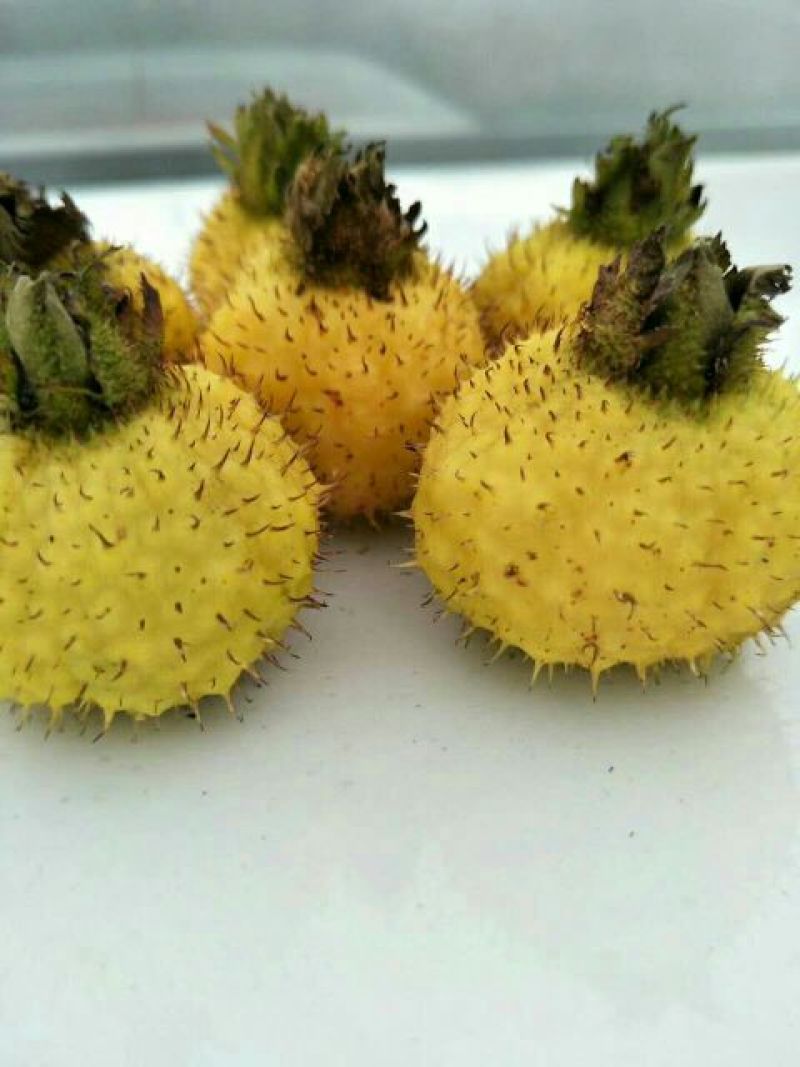 刺梨维C之王