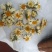 菊花茶一级