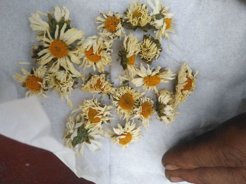 菊花茶一级
