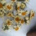菊花茶一级