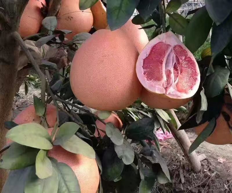 三红蜜柚苗矮晚柚红肉黄肉蜜柚