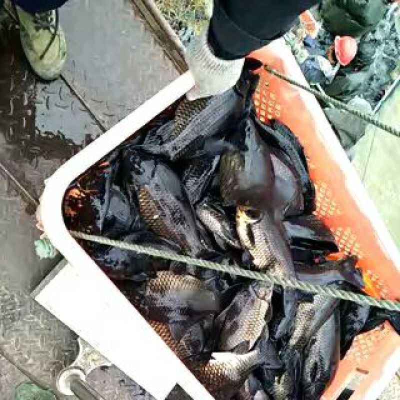 特色乌龙鲫！！！！！！！！！