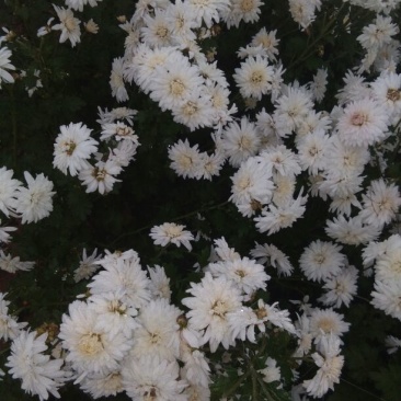 菊花茶一级
