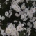 菊花茶一级