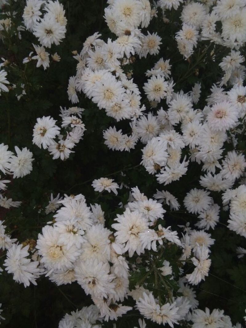 菊花茶一级