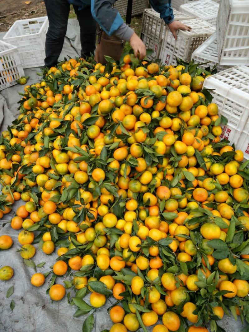 高山蜜橘货源充足量大从优、诚招天下客户、信誉第一