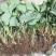 基地直销随珠章姬草莓苗成活率高的妙香7号草莓苗穴盘苗价格
