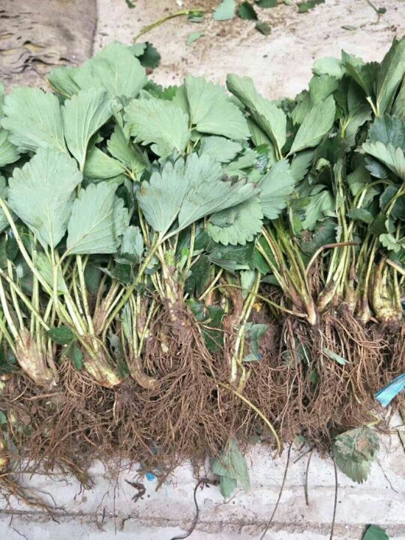 基地直销随珠章姬草莓苗成活率高的妙香7号草莓苗穴盘苗价格
