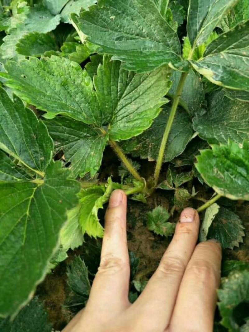 基地直销随珠章姬草莓苗成活率高的妙香7号草莓苗穴盘苗价格