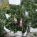 基地直销随珠章姬草莓苗成活率高的妙香7号草莓苗穴盘苗价格