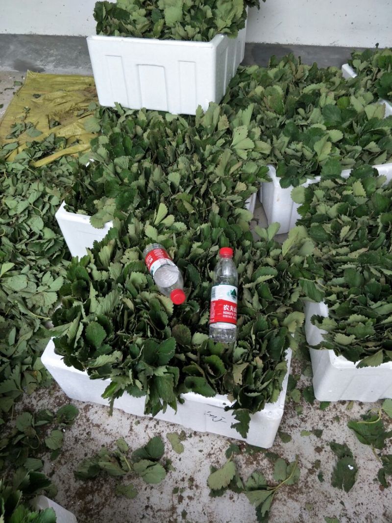 基地直销随珠章姬草莓苗成活率高的妙香7号草莓苗穴盘苗价格