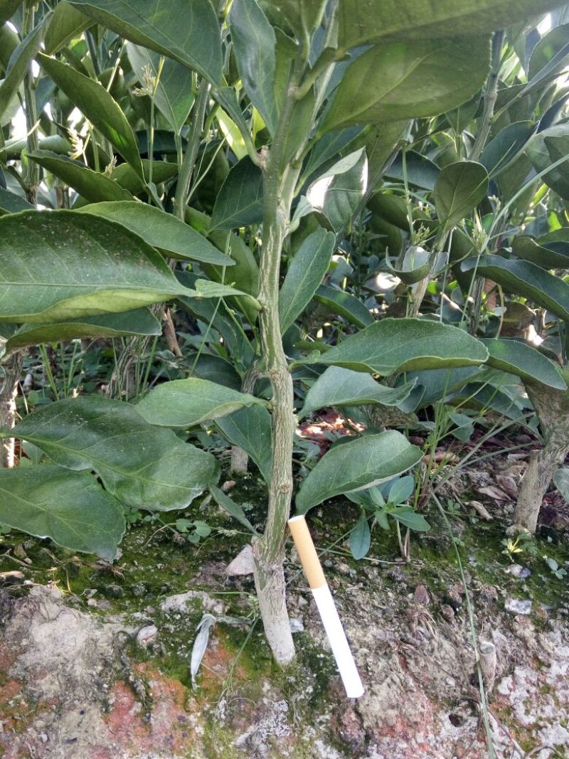 蜜橘树苗，柑橘苗，壳刺苗