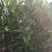 蜜橘树苗，柑橘苗，壳刺苗