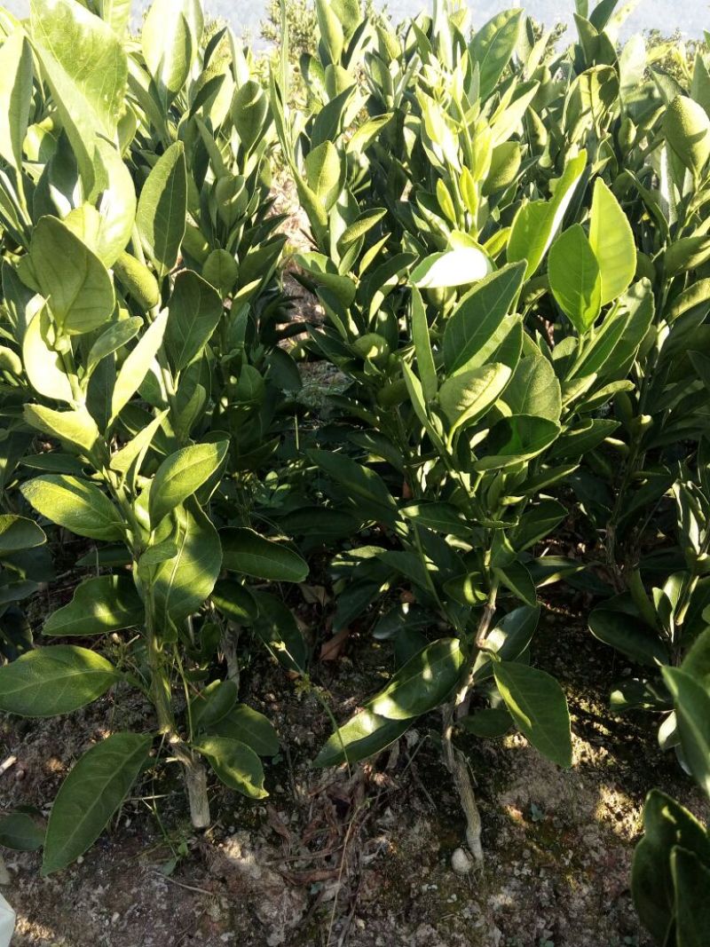 蜜橘树苗，柑橘苗，壳刺苗