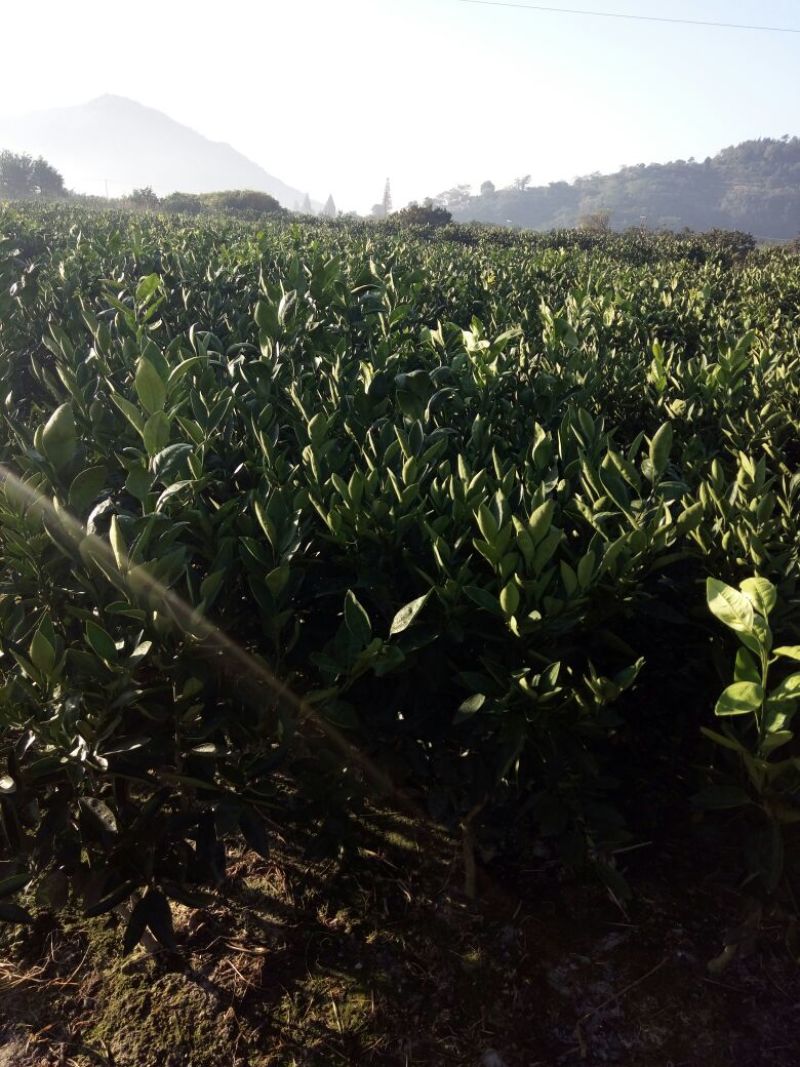 蜜橘树苗，柑橘苗，壳刺苗