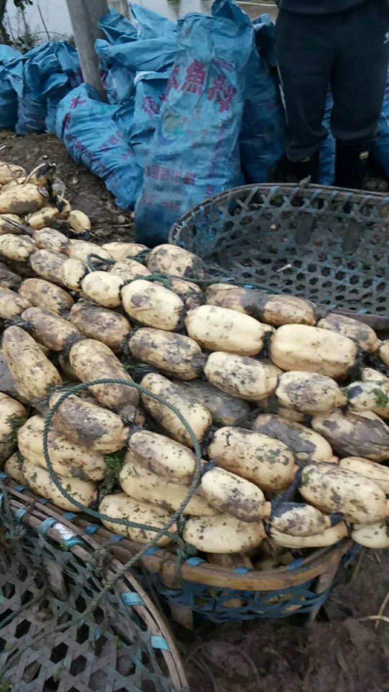 洪湖莲藕11~13厘米10~15厘米以上量大从优