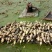 洪湖莲藕11~13厘米10~15厘米以上量大从优