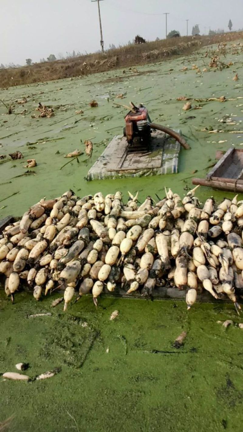 洪湖莲藕11~13厘米10~15厘米以上量大从优