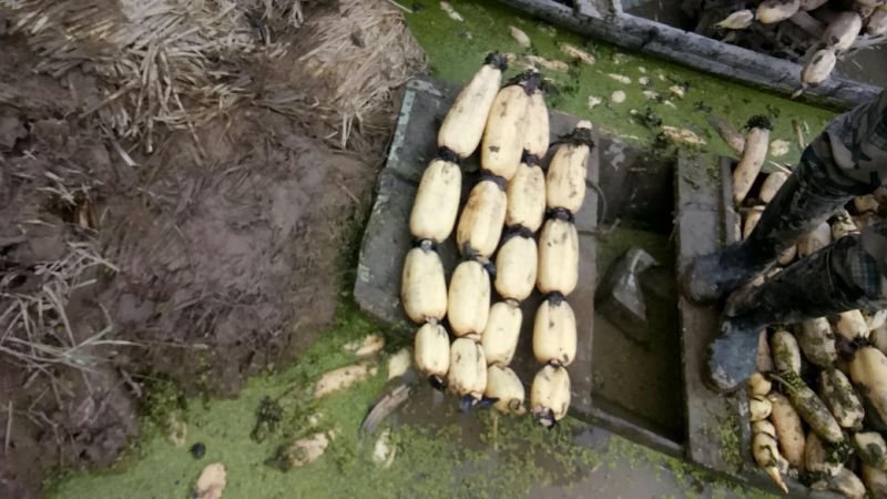洪湖莲藕11~13厘米10~15厘米以上量大从优