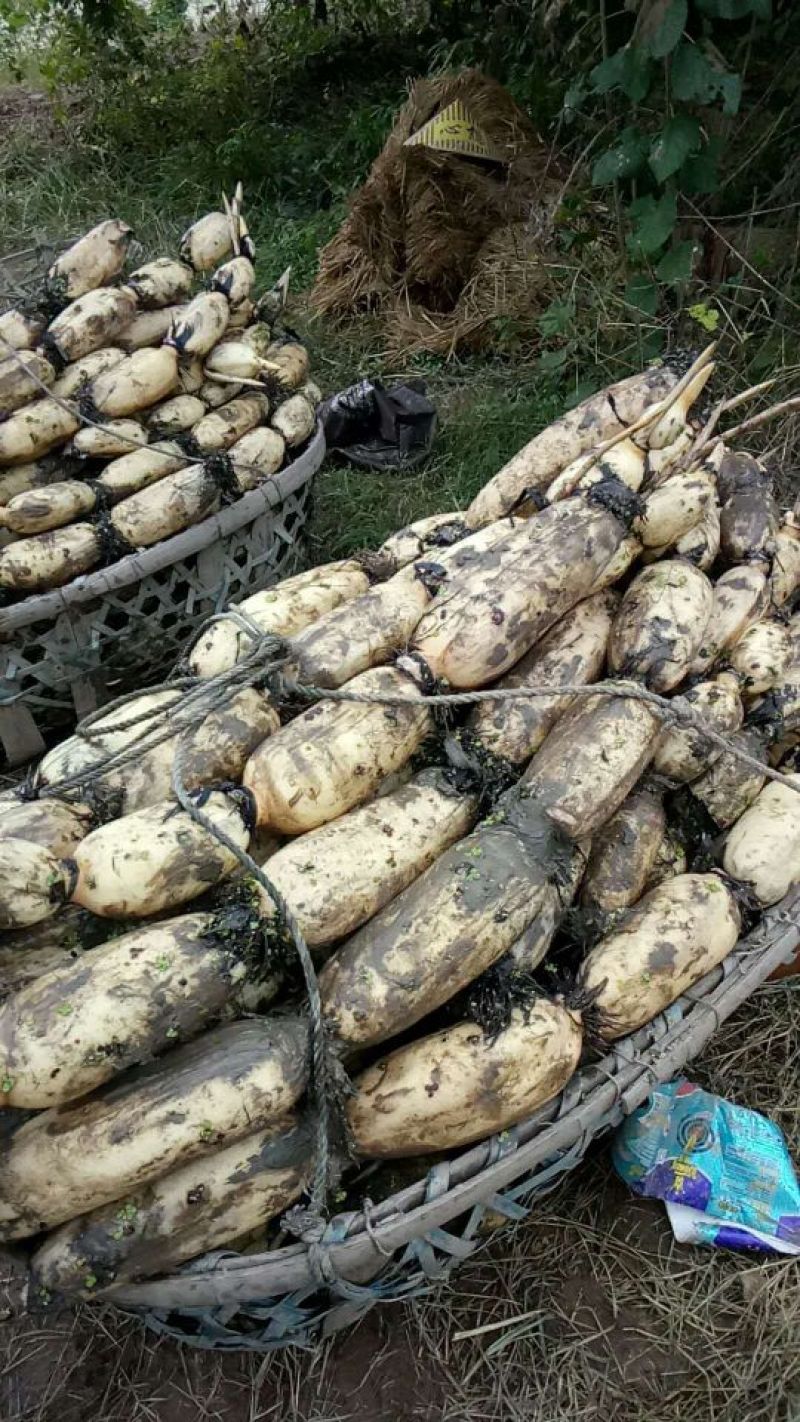 洪湖莲藕11~13厘米10~15厘米以上量大从优