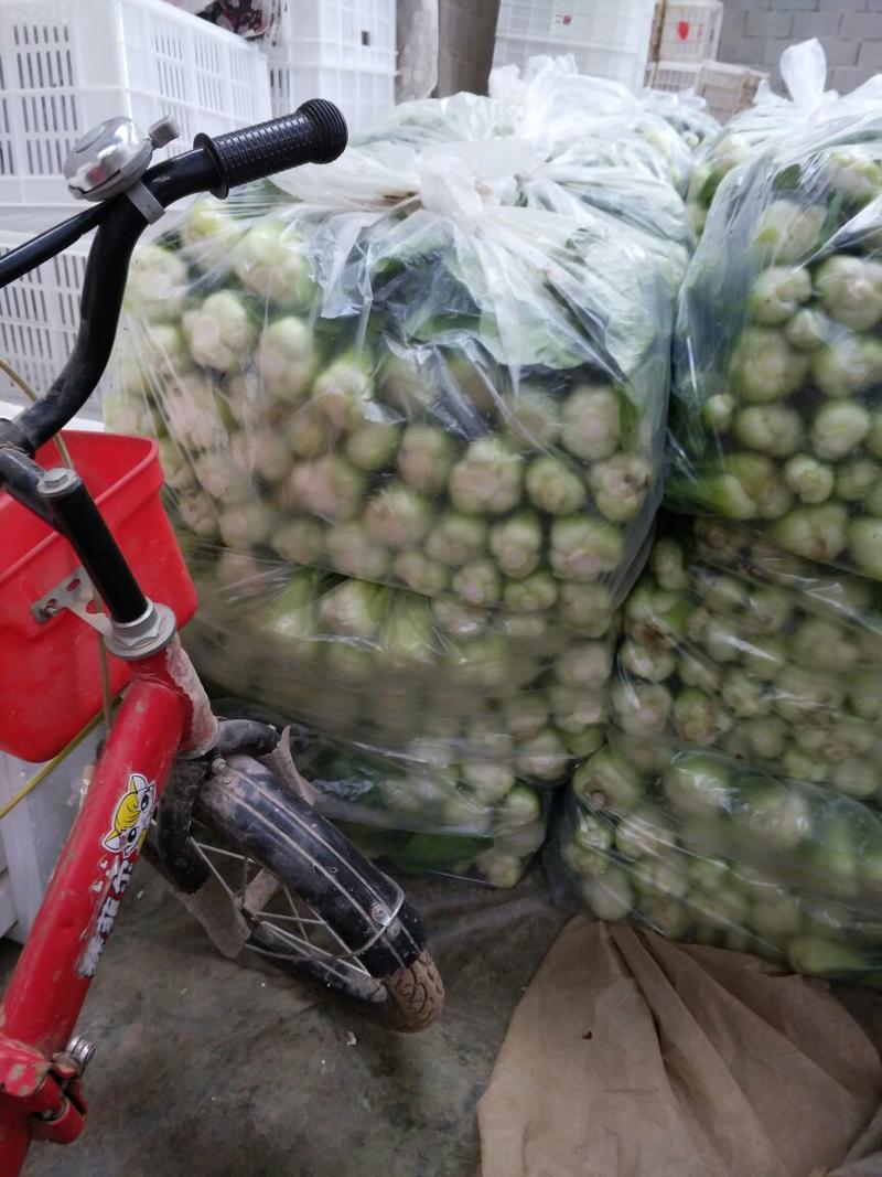 山东聊城油菜基地，叶菜大量供应大量油菜，上海青3两以上