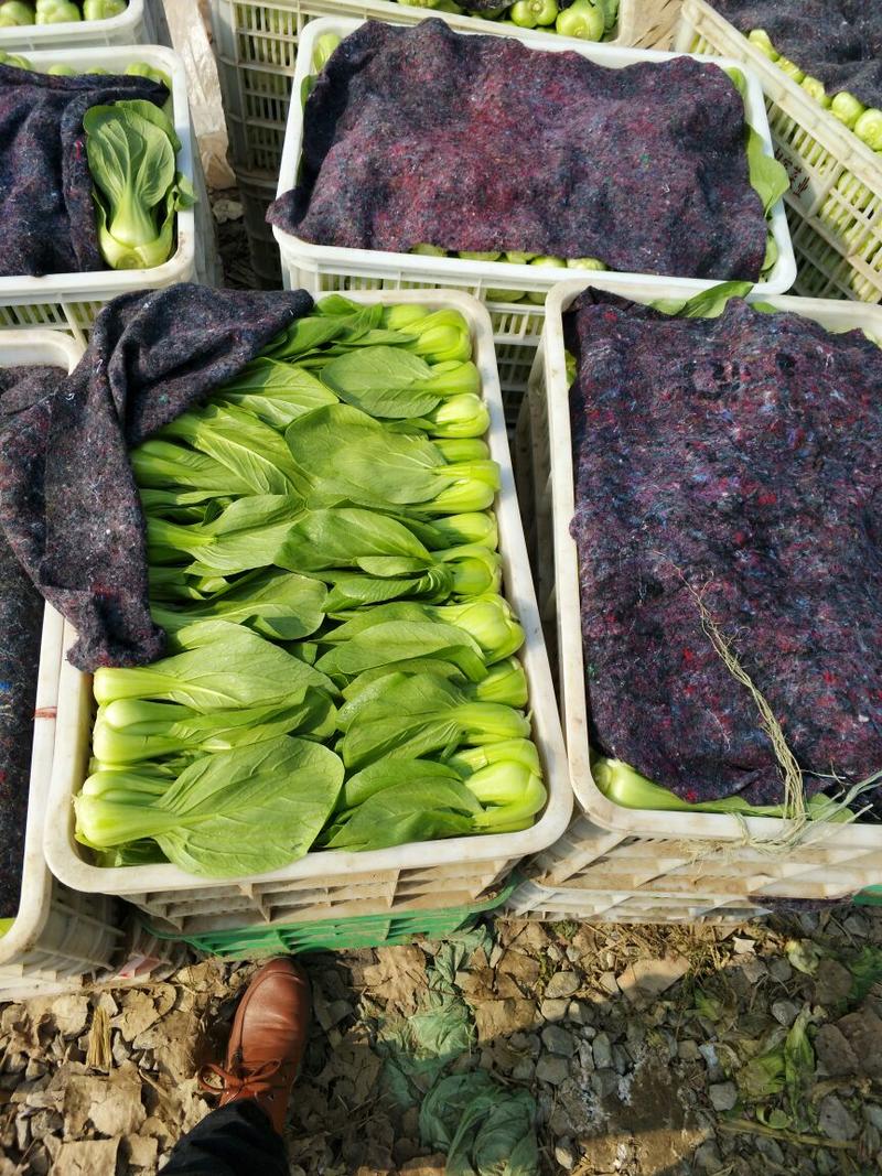 山东聊城油菜基地，叶菜大量供应大量油菜，上海青3两以上