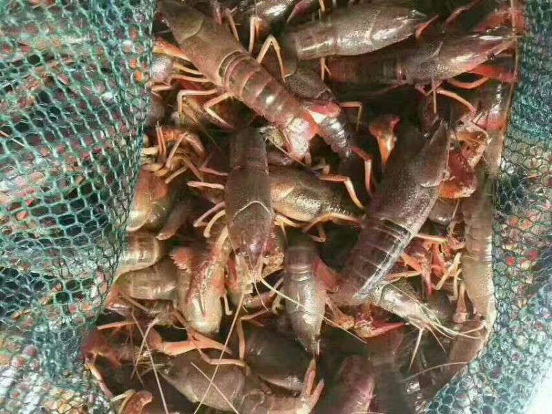 小龙虾稻田套养4-6钱（20-30克）食用活虾