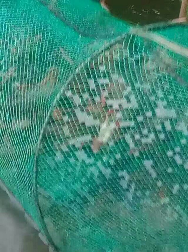 小龙虾稻田套养4-6钱（20-30克）食用活虾