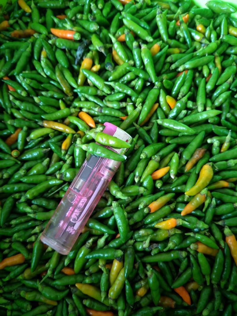 小米椒0.5~2厘米青中辣