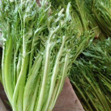 苦菊8~10cm