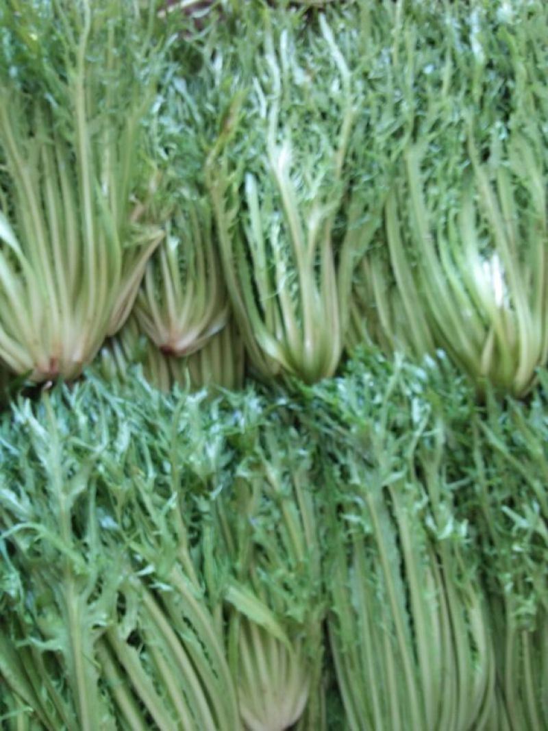 苦菊8~10cm
