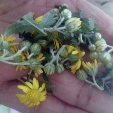 野菊花散装