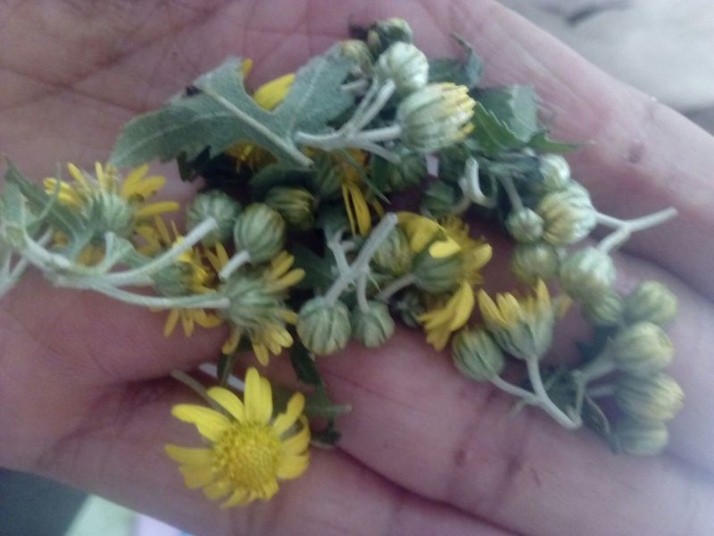 野菊花散装