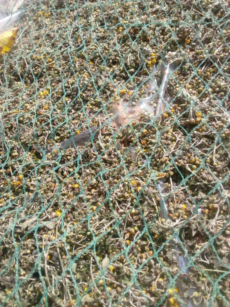 野菊花散装