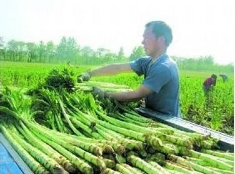 贡菜