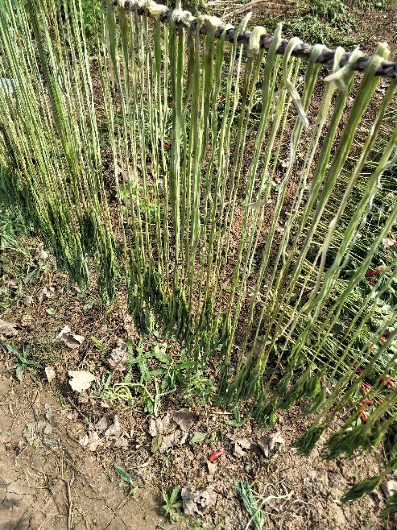 贡菜