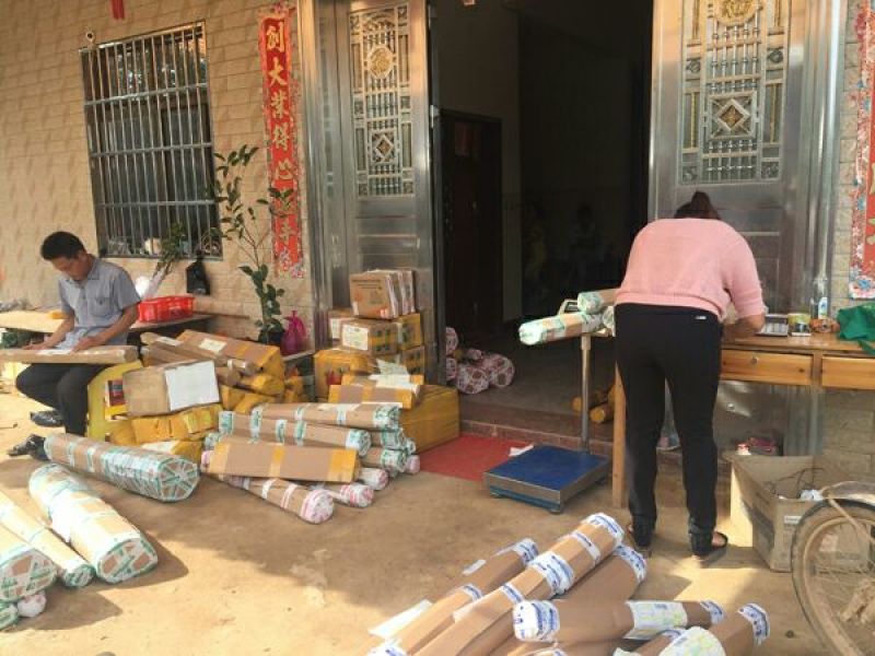 莲雾种苗大叶红莲雾