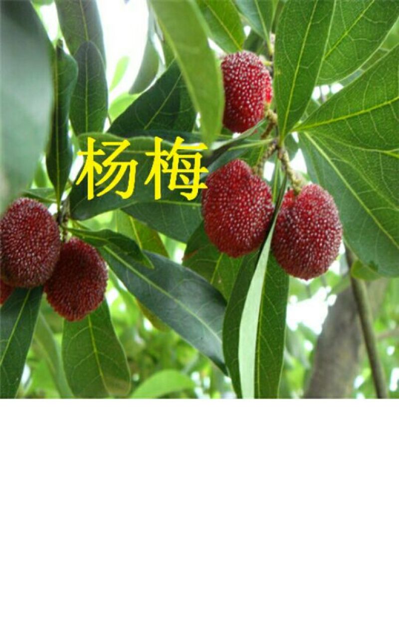 杨梅苗杨梅树苗