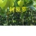 菠萝蜜苗树菠萝苗