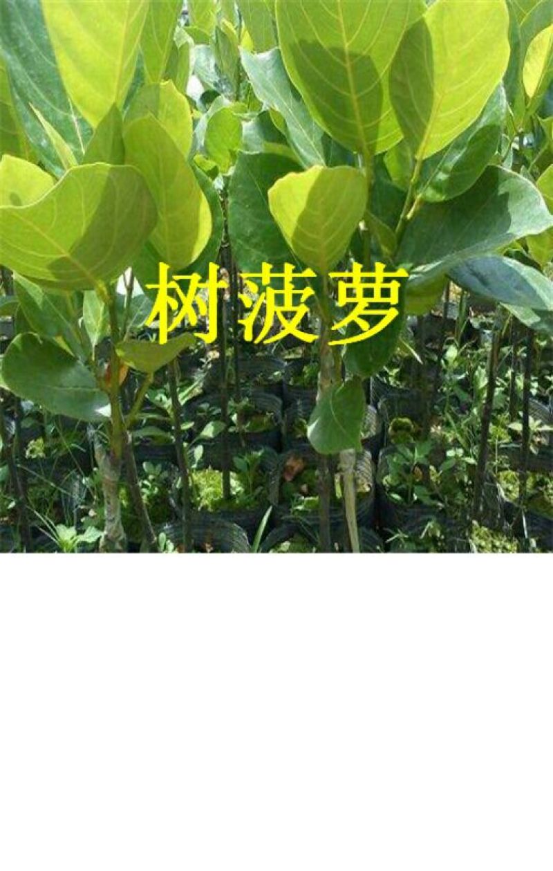 菠萝蜜苗树菠萝苗