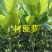 菠萝蜜苗树菠萝苗