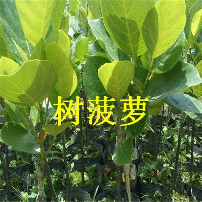 菠萝蜜苗树菠萝苗