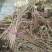 基地直销香椿苗1公分红油香椿苗批发价格山东大棚香椿苗基地